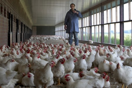 Boerderijkip